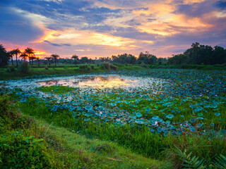 sunset over the lake with lotus on display