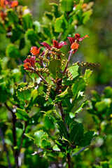 blühende Kermes-Eiche, Stech-Eiche // flowering kermes oak (Quercus coccifera) - Peloponnes, Griechenland