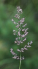 Wildflowers of Summer in Baltic