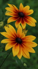 Wildflowers of Summer in Baltic