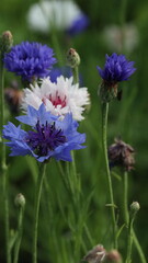 Wildflowers of Summer in Baltic