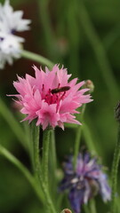 Obraz premium Wildflowers of Summer in Baltic