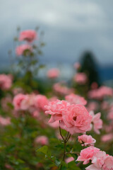 Beautiful pink roses in a rose field with bokeh effect