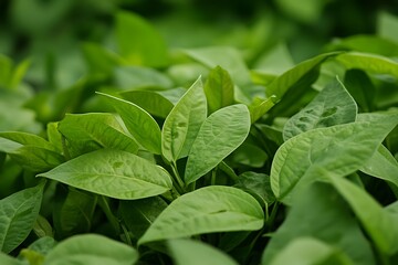 Vibrant Green Soybean Leaves Lush Agricultural Crop Field Close Up Shot