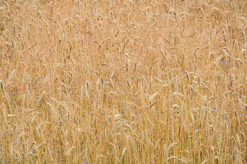 Field of ripe wheat, golden and ready for harvest, surrounded by lesser vegetation allowing light to filter through Earthy color palette with a contrast between crops and background No text or huma
