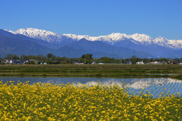 信州安曇野雪の北アルプスと水田と菜の花畑
