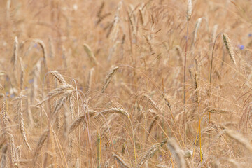 Close-up of a mature wheat field, swaying in the breeze Shades of brown and yellow stalks fill the frame under bright daytime lighting No buildings or human figures are visible