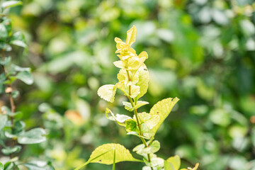 Close-up of a spiral-shaped yellowish plant, possibly in developmental stages, against a blurred background suggestive of outdoor foliage Soft lighting with subtle shadows, hinting at an overcast da