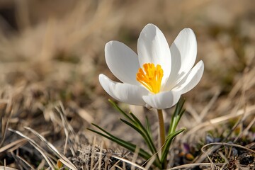 White Crocus Flower with Bright Yellow Center Close Up in a Natural Setting
