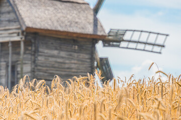 Tranquil countryside scene with a wooden windmill in front of a rustic barn amidst maturing yellow wheat fields Soft, overcast lighting suggests early morning or gloomy day No people or animals pre