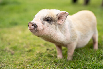 Little baby pig © Katja