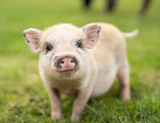 Fototapeta premium Cute mini pig front