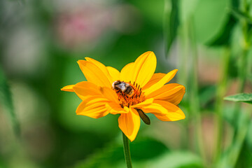 Close-up of a vibrant daisy in a lush Central European meadow, with a bee in flight nearby. a