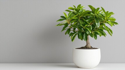 Lush Green Bonsai Plant in a Round White Pot on a Minimalist Table Against a Gray Wall Background