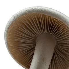 Close-Up Photo Of White Mushroom Detailing Texture And Gills On Transparent