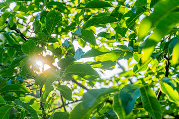 Obraz premium View from below of a lush, green tree canopy in an ancient Central European village Warm, dappled sunlight filters through leaves, creating contrast between shadows and illuminated areas
