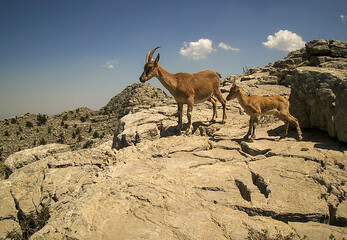 The Struggle for Survival in Nature: Mountain Goats