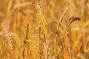 Field of ripe wheat under clear skies, tall golden stalks, ready for harvest, midday lighting, no human activity, natural setting. a