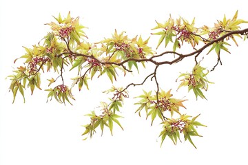Branch of a maple tree with new spring foliage and small berries