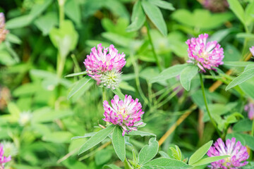 Fototapeta premium Close-up view of pink and white wildflowers possibly lilacs in a green meadow, soft lighting, naturalistic style. a
