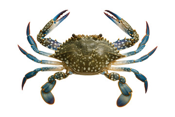 Fresh blue swimming crab isolated on transparent background, marine seafood close-up with vibrant blue claws and shell pattern for cooking, seafood restaurant menu, ocean wildlife concept,  horse crab