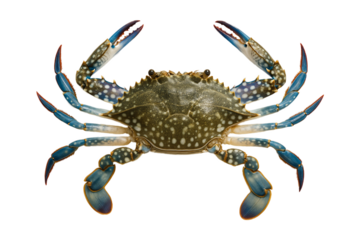 Fresh blue swimming crab isolated on transparent background, marine seafood close-up with vibrant blue claws and shell pattern for cooking, seafood restaurant menu, ocean wildlife concept,  horse crab