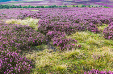 North Yorkshire Moors in full bloom with heather near Goathland, UK.