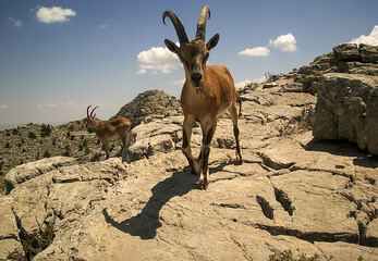 Silent Guardians of the Mountains: Mountain Goats