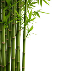 Isolated Bamboo Illustration With Green Leaves And Black Background