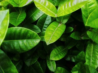 Lush Green Leaves with Yellowish Mottling