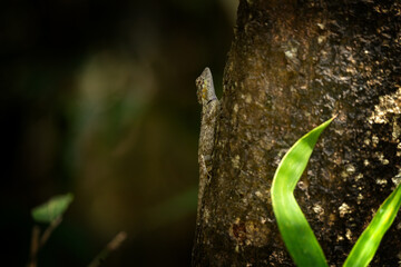 A common lizard found in forests in Vietnam. The Calotes versicolor is standing on the branch. This is a garden lizard in Asia's forests.
