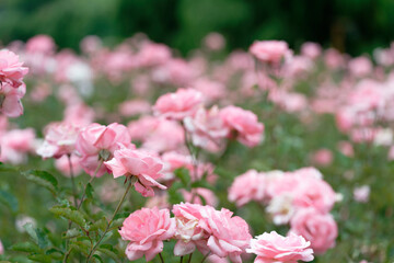 Beautiful pink roses in a rose field with bokeh effect