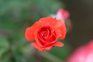 Close-up of blooming red rose in garden with bokeh effect