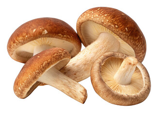 Fototapeta premium shiitake-mushrooms on a isolated transparent background 