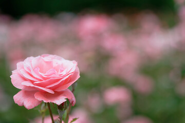 Close-up of blooming pink roses in garden with bokeh effect