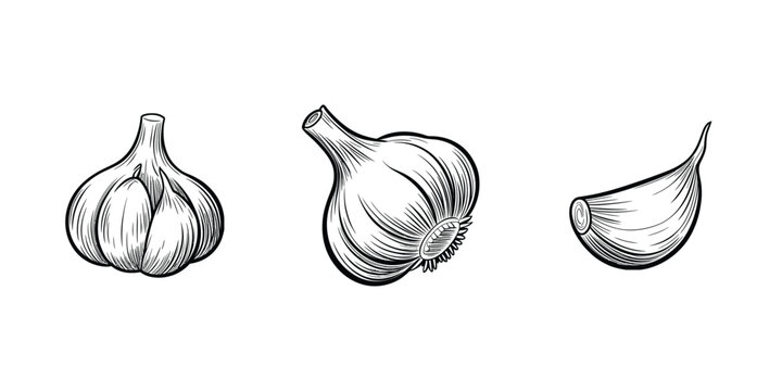 Black and white line drawings of garlic bulbs and clove