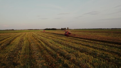 Fototapeta premium Several combine while harvesting grain in the field. Video from the drone