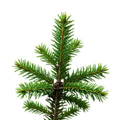 Fototapeta premium Isolated Illustration Of Green Pine Branch With Needles And Black Background