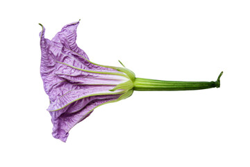 a purple flower with green stems on a white background