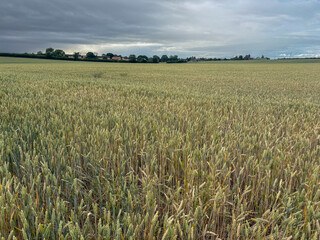 Crop of wheat in a field on the edge of a town in June , United Kingdom