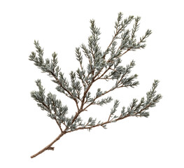 Elegant branch of dusty miller plant with gray leaves isolated on transparent background
