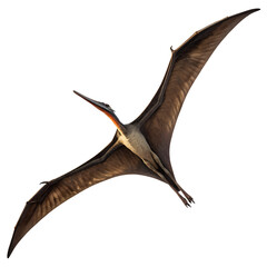 Fototapeta premium A Pteranodon soaring in the sky, isolated on transparent background