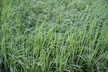A Lush Green Grass Field Background