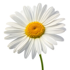 Fototapeta premium A white daisy with a yellow center, isolated transparent background