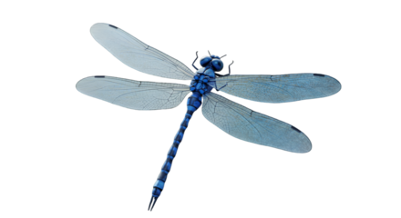 Detailed Isolated Illustration Of A Blue Dragonfly On Transparent Background