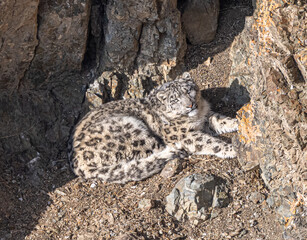 Snow leopard in the Altai Mountains of Mongolia. The ghost of the mountains basking in the sun on a cold morning. © MarceloAugusto