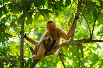 A yellow-cheeked gibbon in the Vietnamese forest. Gibbon's mother and her baby in the crown tree. A cute primate with long legs in the Asian rainforest.