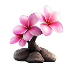 Plumeria Flower on Rocks