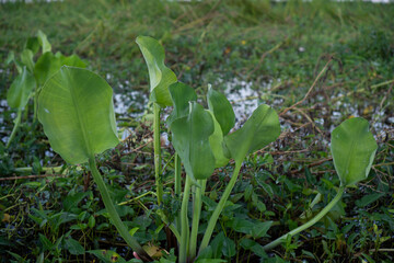 Closeup Of Lush Aquatic Plants In A Wetland