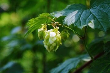 flowering common hop from the cannabis family